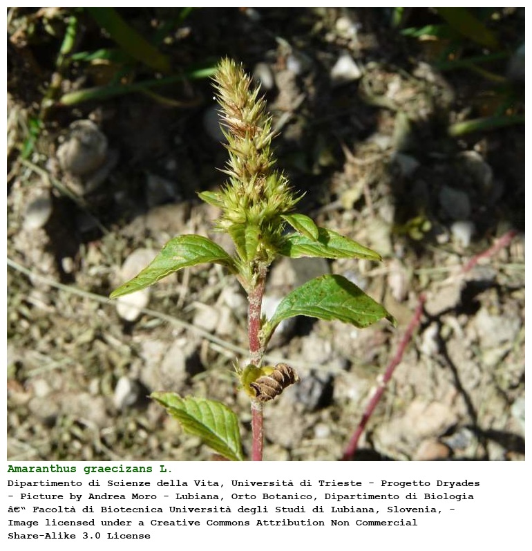 Amaranthus graecizans L.